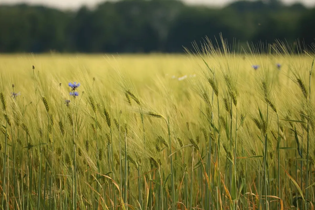 利用高光谱技术估测小麦叶片氮量和土壤供氮水平